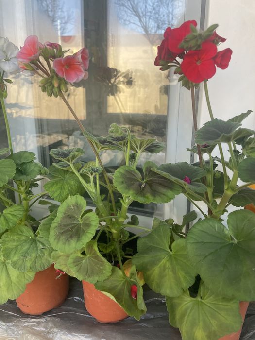 Герань - комнатное растение