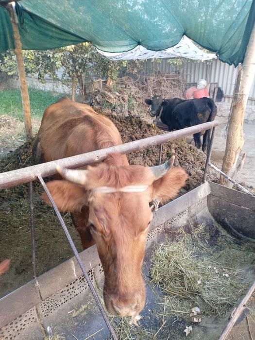 КораМоллар сотилади