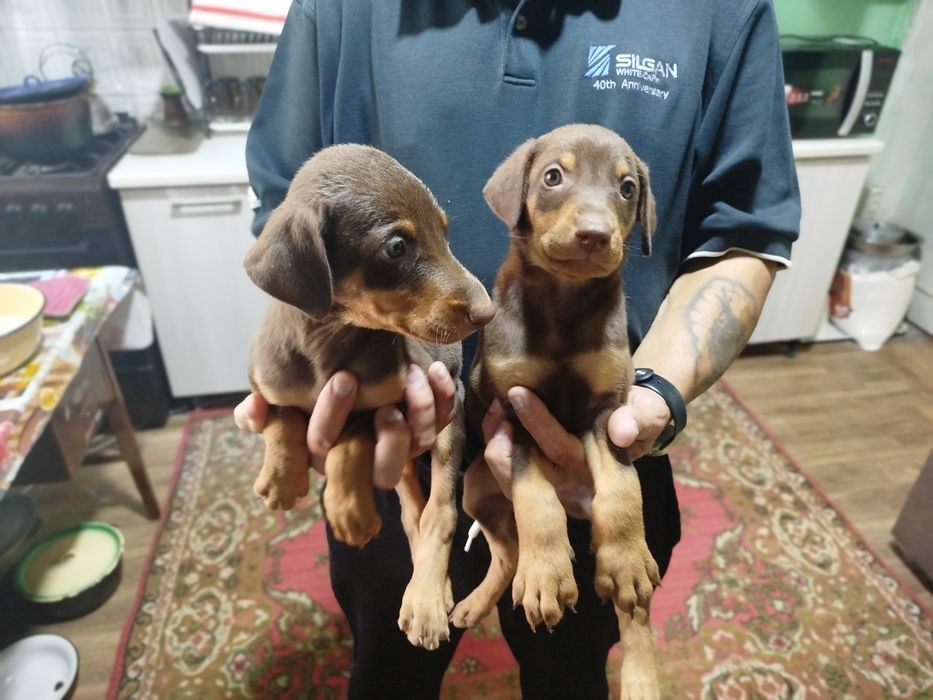 Доберманы американский и европейский