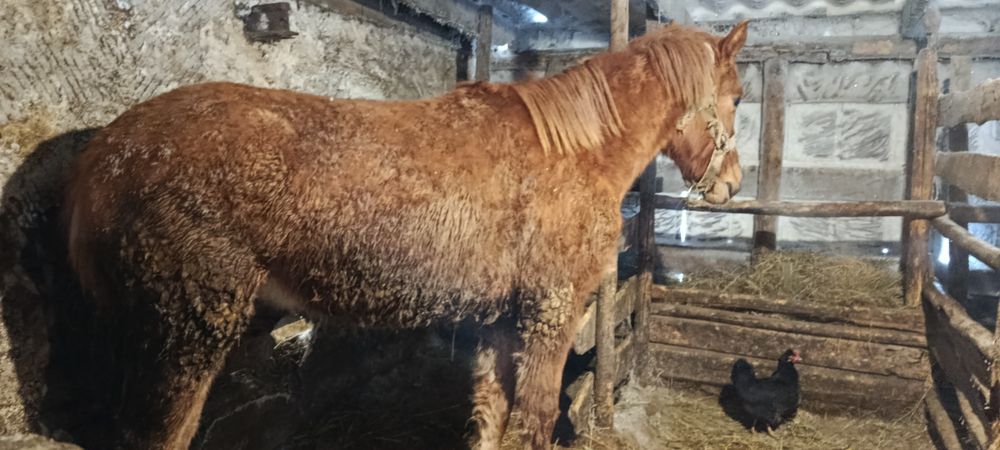 Продам жеребчика