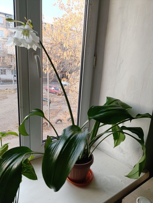 Эухарис , Амазонская лилия.