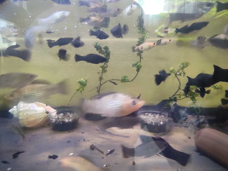 Молинезии велиферы