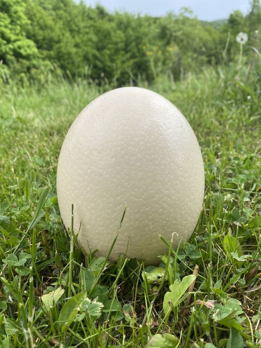 Ouă de struț din ferma proprie !