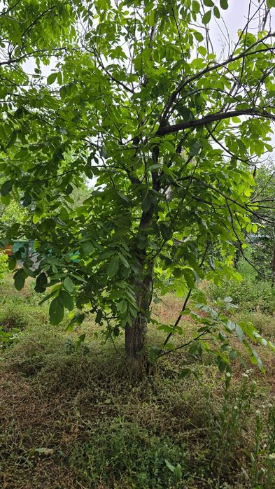 Грецкий орех 4 дерева