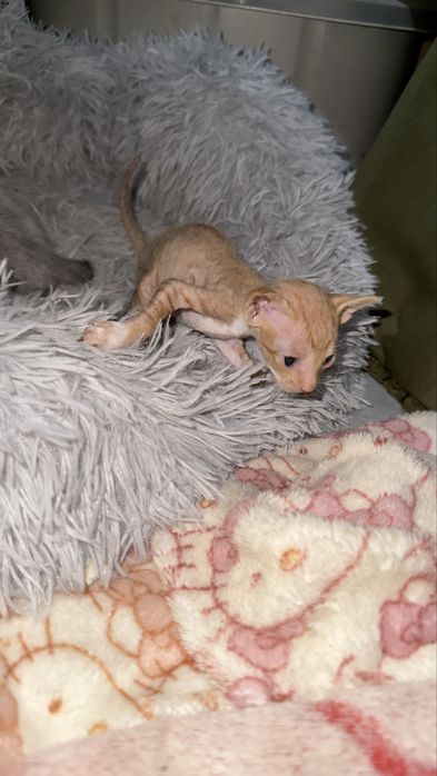 Котята канадского сфинкса