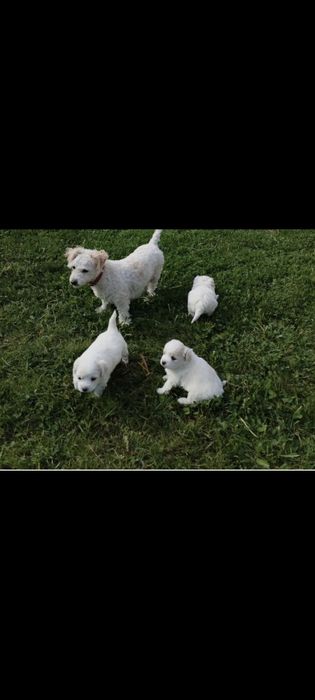 Bichon cu pedigree