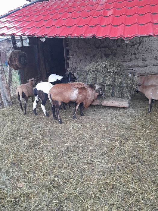 Vând oi camerun și un berbec .