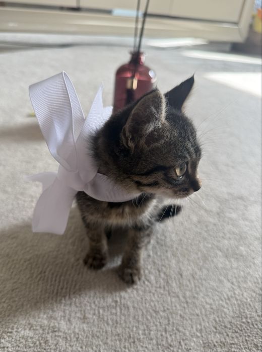 Отдам в добрые руки котенка
