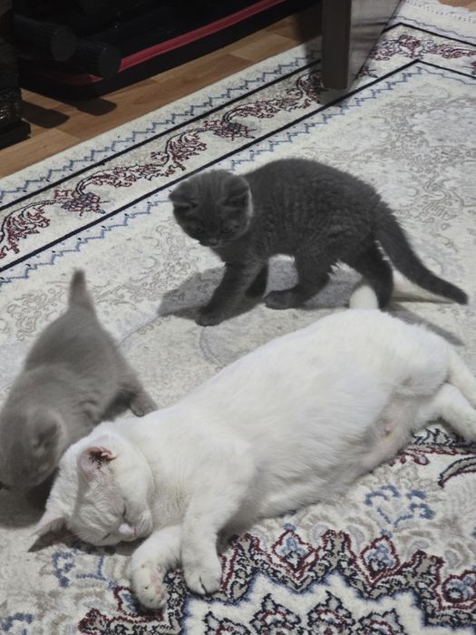 Turk angora mushuklari 2 oylik sotiladi