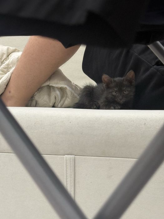 Котенок бесплатно