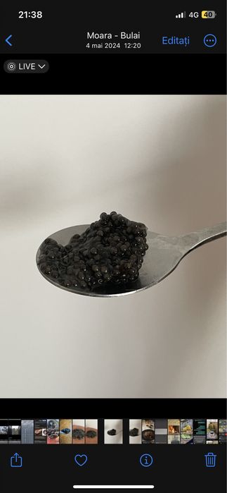 Sturion viu/afumat pe baza de comanda