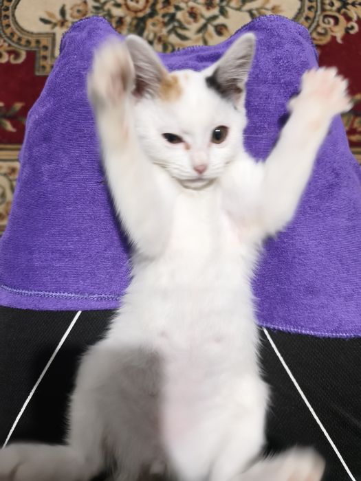 Отдам котенка, прочтите описание!!!