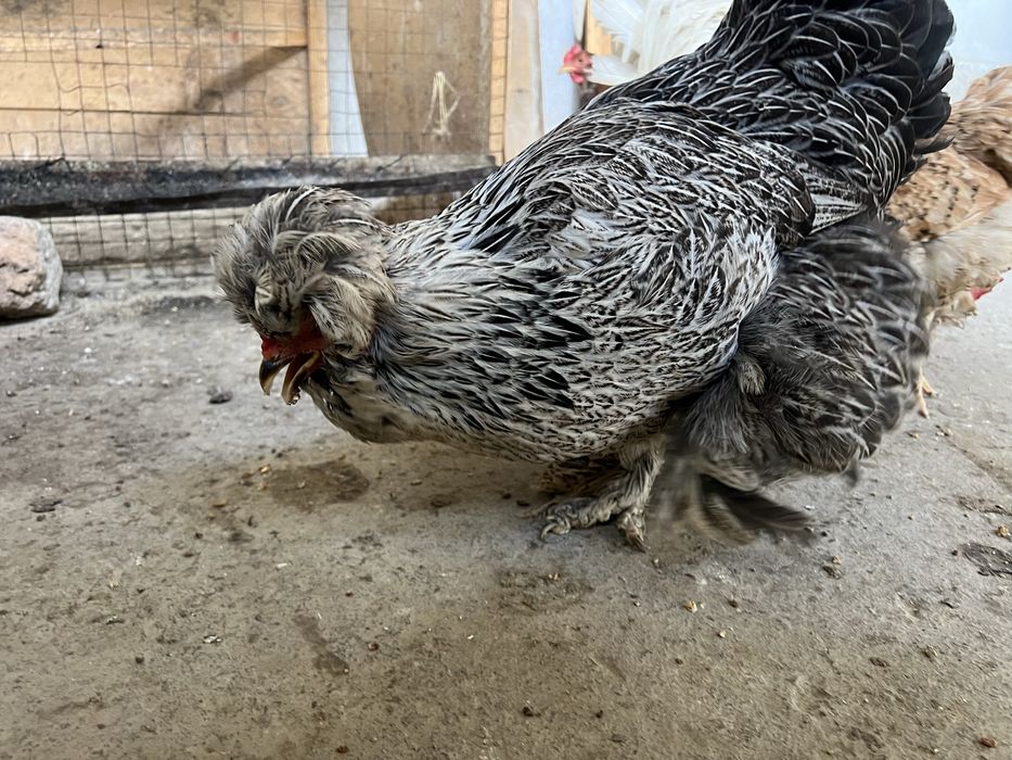 Brama tovuqlar sotiladi endi tuxumga kiryapti