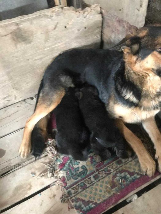 Щенки Европейской Овчарки