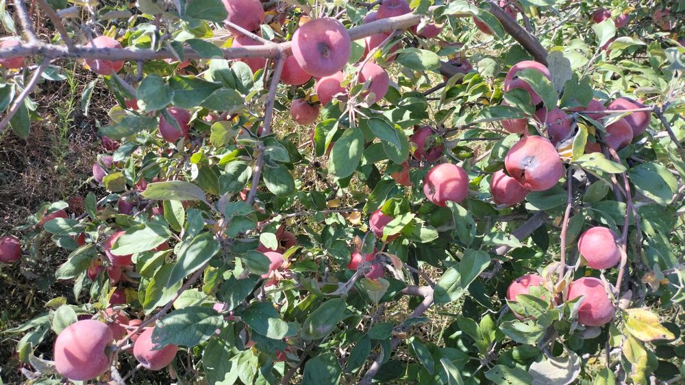 Саженцы яблони и груши