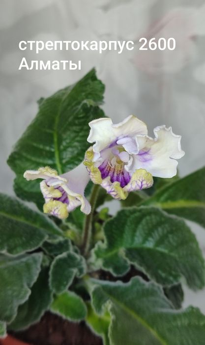 Стрептокарпус  сортовые
