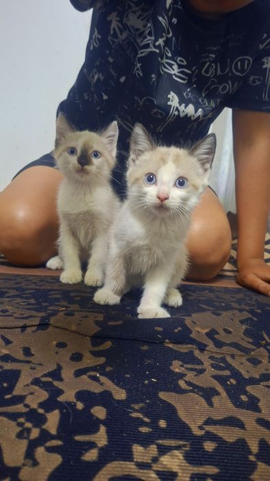 Отдам котят бесплатно мальчик и девочка