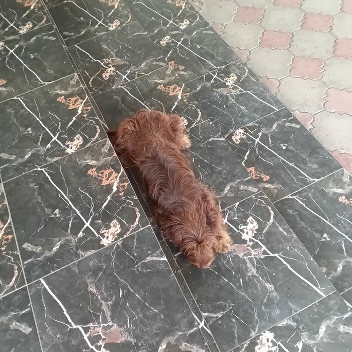 Отдам щенка в хорошие руки