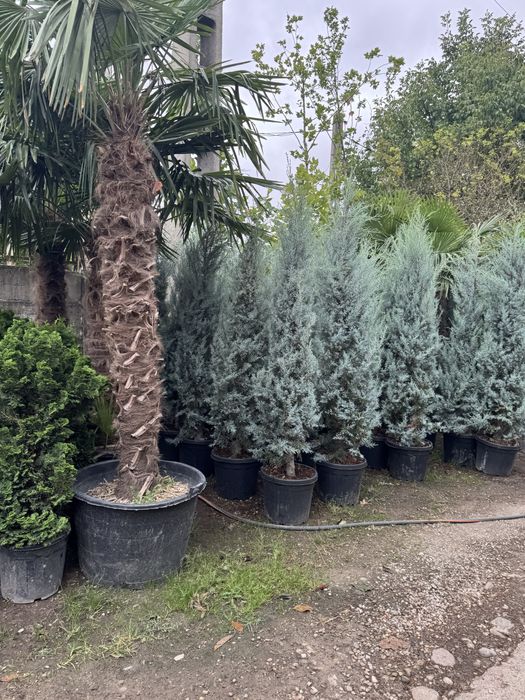 Plante decorative pentru gradina ta