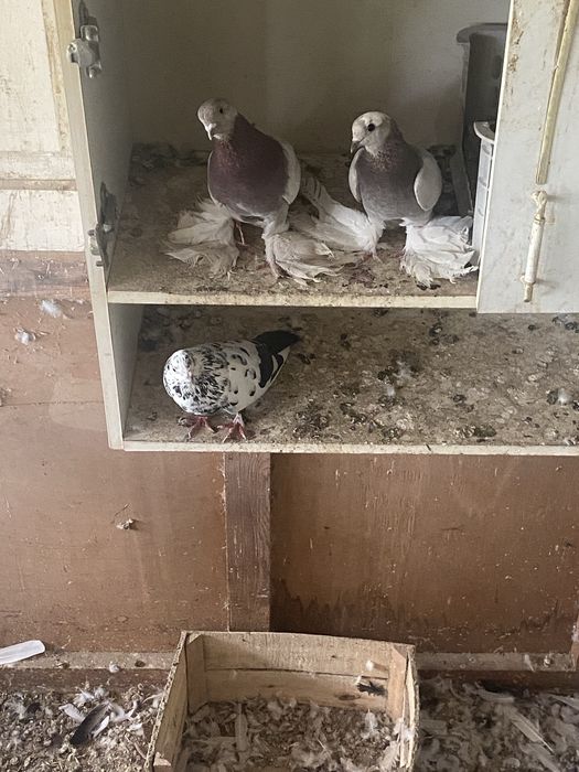 Сочи и  сизи самец  бакиниц