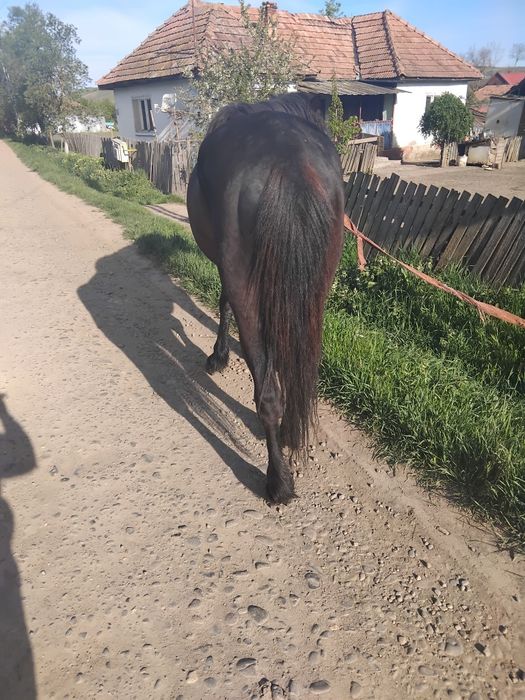 Cal de vânzare sânmărtinul de câmpie