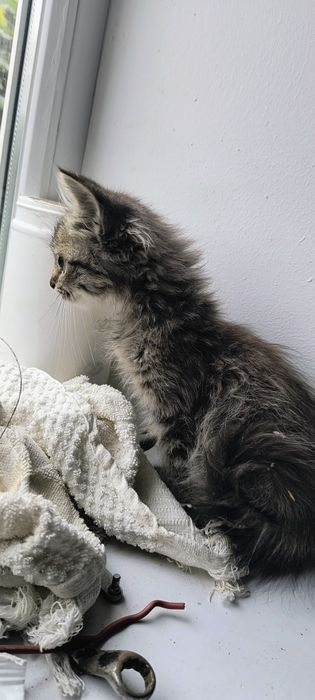 Отдам котенка Девочку в добрые руки