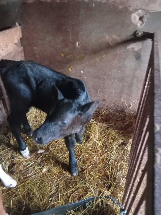 Vand vitica de lapte