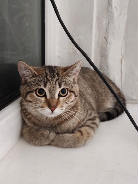 Отдам в добрые руки