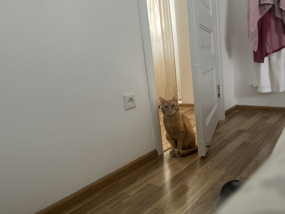 Передержка для кошек