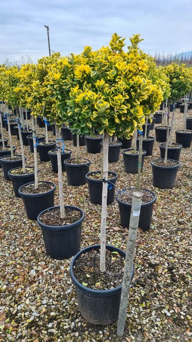 Ilex  evonimus  photinia
