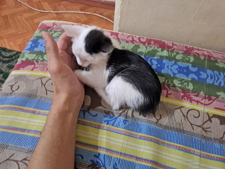 Продам котёнка маленького