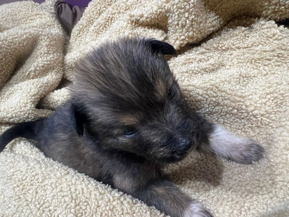 Щеночек мальчик в добрые руки!