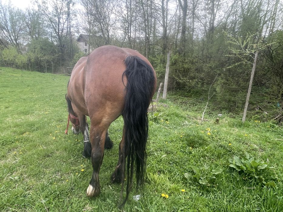 Vand iapă semi-grea  varstă 6 ani 0729381659