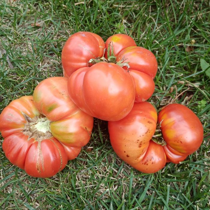 Vand Seminte bio de legume traditionale