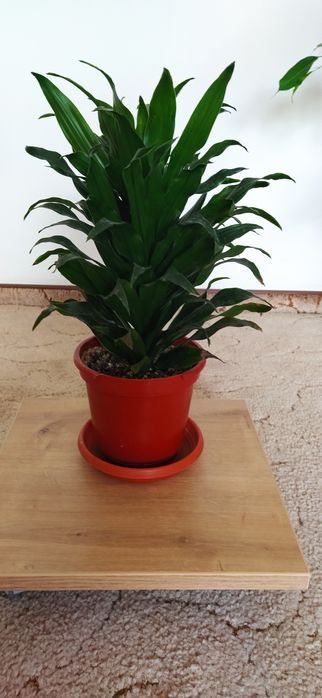 Vând ficus Benjamin și cactus Ephifilium