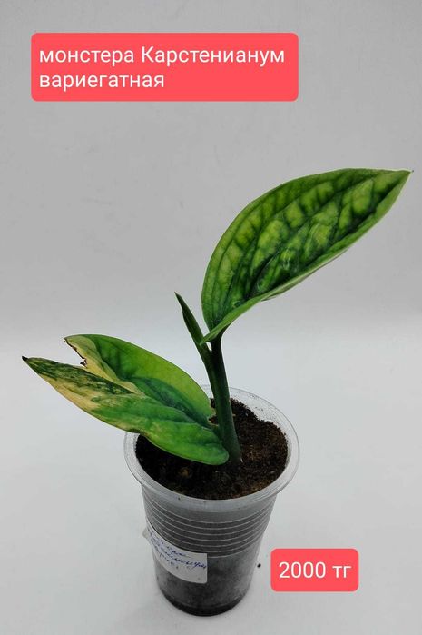 продам комнатные растения