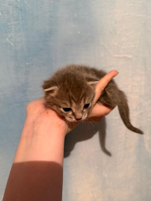 Отдаём  котята в добрые руки