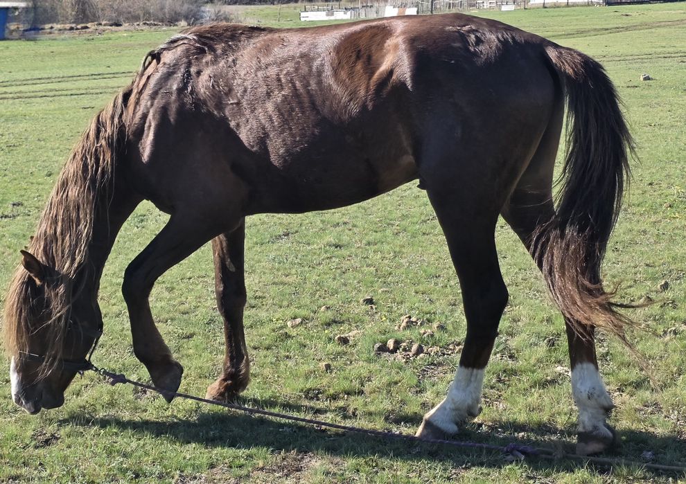 Сатамын айғырды,продаю жеребца