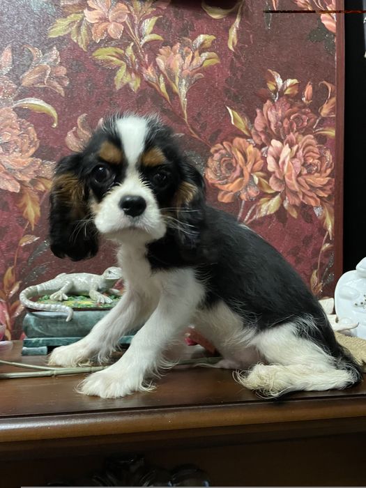 Кавалер кинг чарльз спаниель