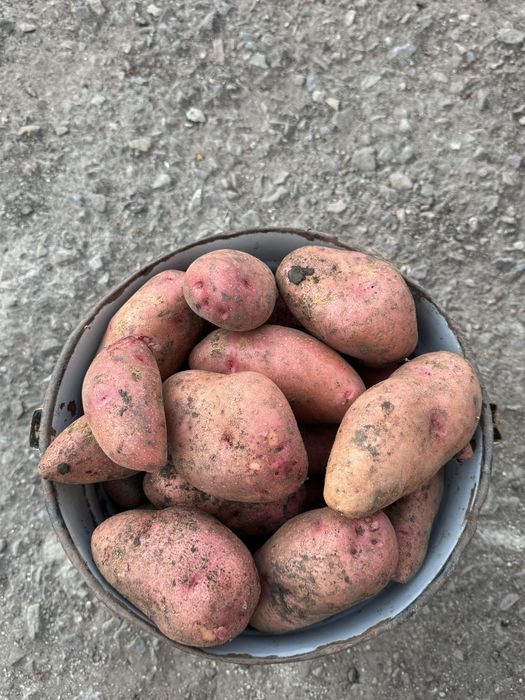 Продам картофель