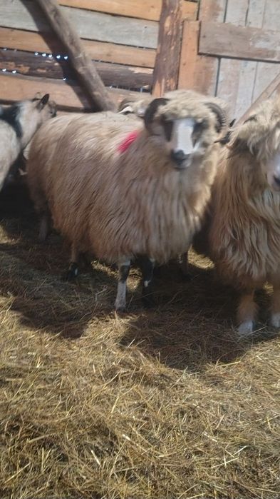 Oi tinere  de vânzare