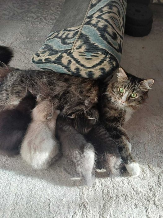 Отдам котят в добрые руки