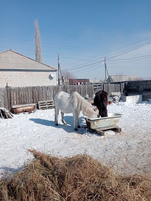 Срочно продам 3лошади