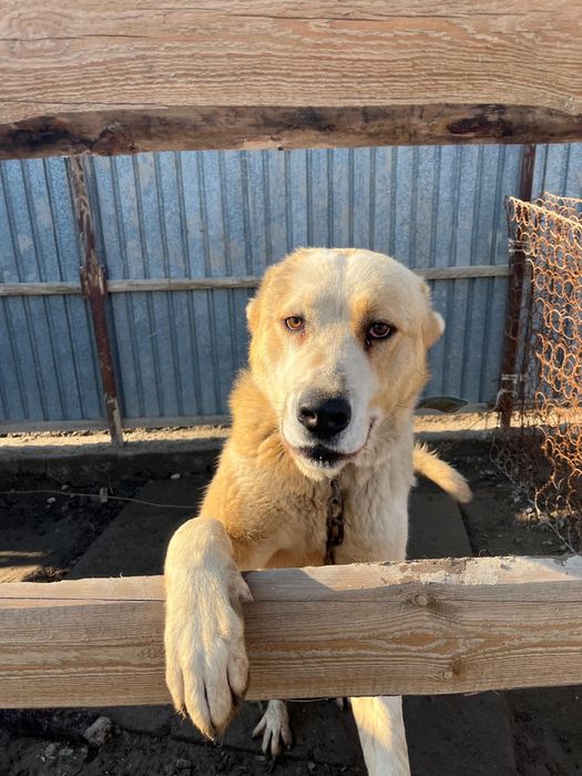 Алабай , еркек ит сатылады, ақылды, ірі,