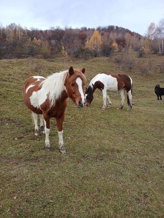 Iepe de ponei Pony , talie mare , tarcate , gestante