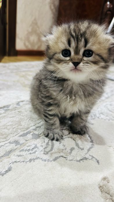 Скотиш фолд  Британский