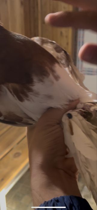 Голуби Капкан самец