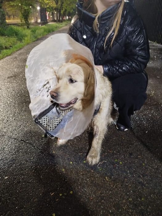 Найдена собака !