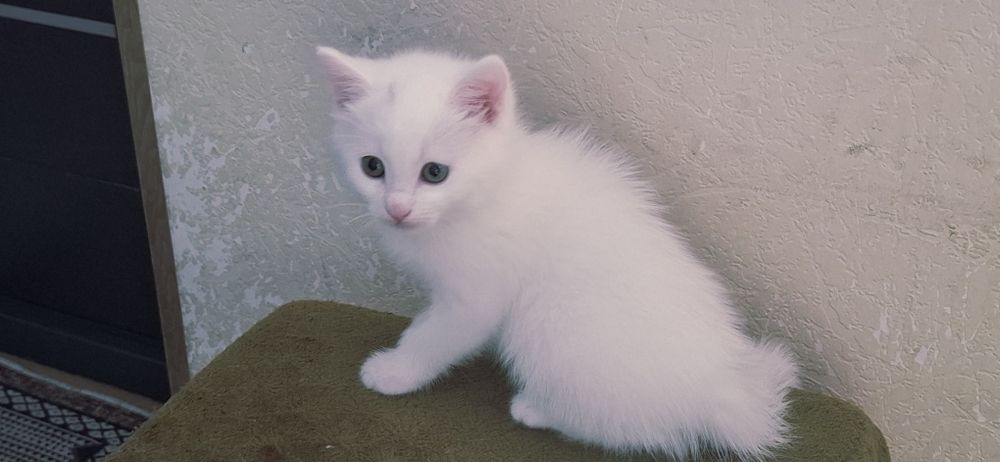 Продаются котята белого цвета