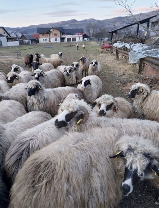 Oi tinere frumoase doresc sa isi  schimbe stăpânul 43 de bucati